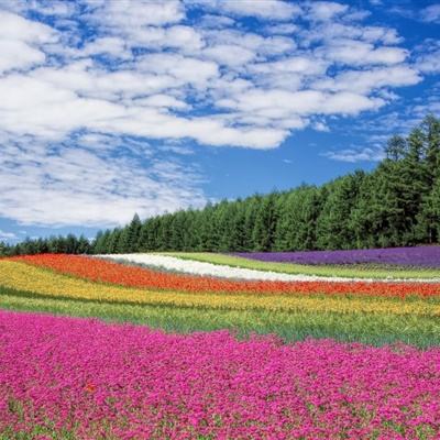 日本新增76人疑因服用小林制药红曲保健品死亡